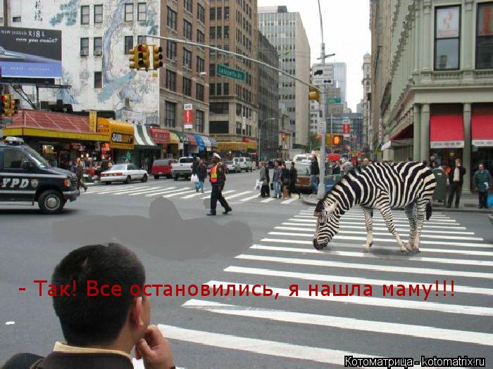 - Так! Все остановились, я нашла маму!!!... Котоматрица: - Так! Все остановились, я нашла маму!!!