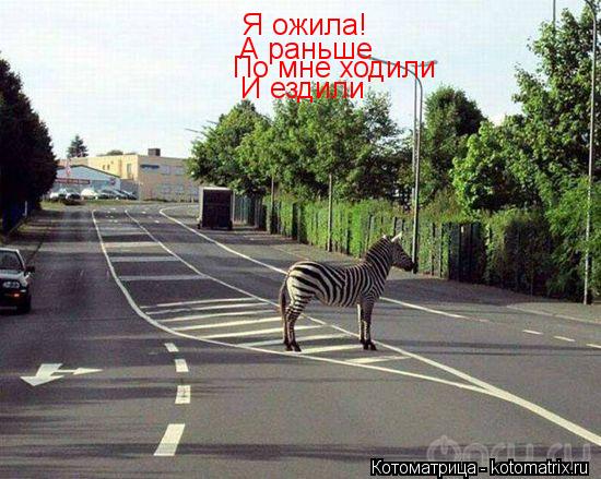 Я ожила! А раньше По мне ходили И ездили... Котоматрица: Я ожила! А раньше По мне ходили И ездили