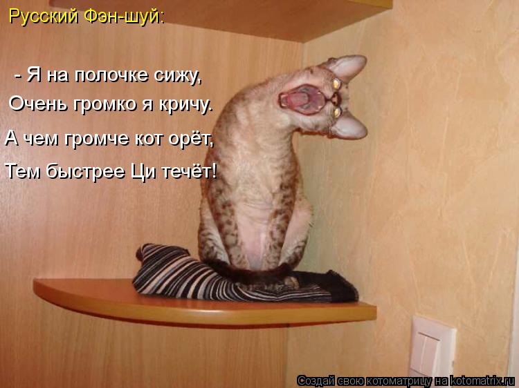 Русский Фэн-шуй: А чем громче кот орёт, Тем быстрее Ци течёт! Очень громко я кричу. - Я на полочке ... Котоматрица: Русский Фэн-шуй: А чем громче кот орёт, Тем быстрее Ци течёт! Очень громко я кричу. - Я на полочке сижу,
