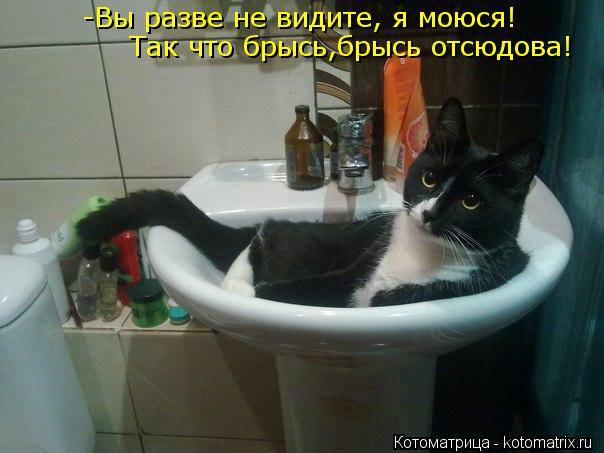 -Вы разве не видите, я моюся! Так что брысь,брысь отсюдова!... Котоматрица: -Вы разве не видите, я моюся! Так что брысь,брысь отсюдова!