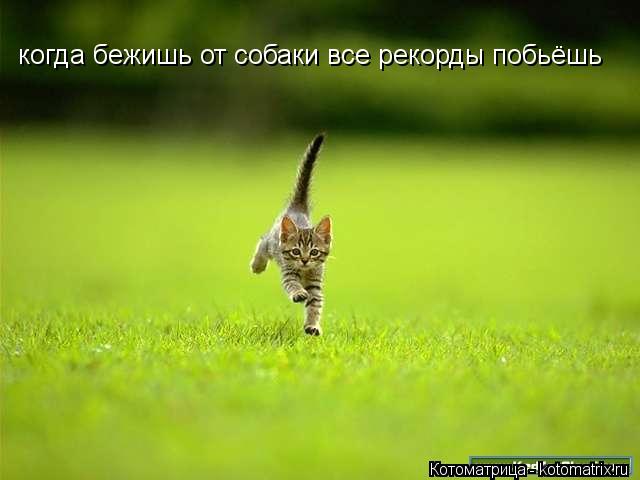 когда бежишь от собаки все рекорды побьёшь... Котоматрица: когда бежишь от собаки все рекорды побьёшь