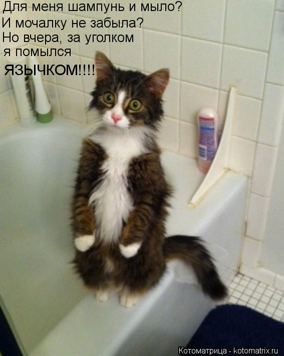 Для меня шампунь и мыло? И мочалку не забыла? Но вчера, за уголком я помылся ЯЗЫЧКОМ!!!!... Котоматрица: Для меня шампунь и мыло? И мочалку не забыла? Но вчера, за уголком я помылся ЯЗЫЧКОМ!!!!