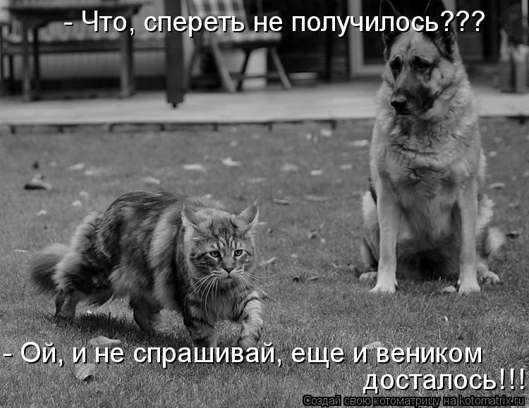 - Что, спереть не получилось??? - Ой, и не спрашивай, еще и веником досталось!!!... Котоматрица: - Что, спереть не получилось??? - Ой, и не спрашивай, еще и веником досталось!!!