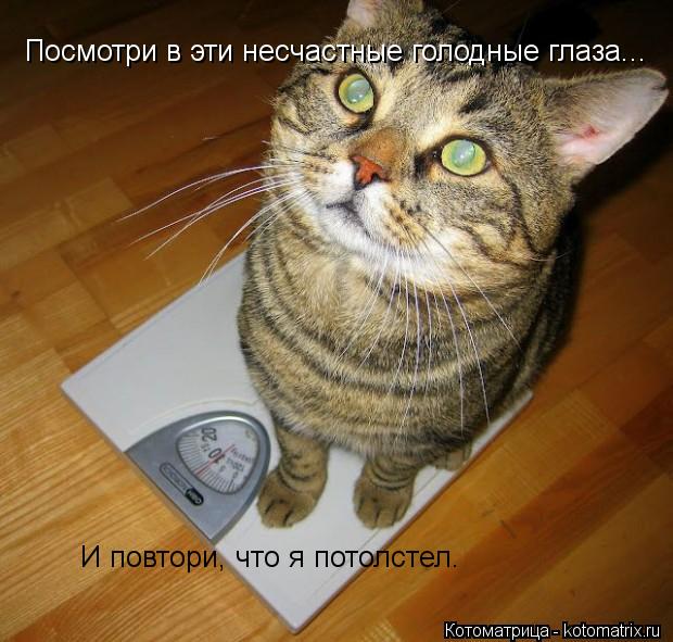 Посмотри в эти несчастные голодные глаза... И повтори, что я потолстел.... Котоматрица: Посмотри в эти несчастные голодные глаза... И повтори, что я потолстел.