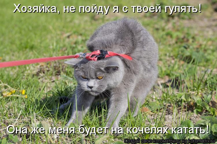 Хозяйка, не пойду я с твоей гулять! Она же меня будет на кочелях катать!... Котоматрица: Хозяйка, не пойду я с твоей гулять! Она же меня будет на кочелях катать!