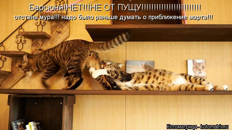 Барсюня!НЕТ!!!НЕ ОТ ПУЩУ!!!!!!!!!!!!!!!!!!!!!!!! отстань мура!!! надо было раньше думать о приближени... Котоматрица: Барсюня!НЕТ!!!НЕ ОТ ПУЩУ!!!!!!!!!!!!!!!!!!!!!!!! отстань мура!!! надо было раньше думать о приближение марта!!!