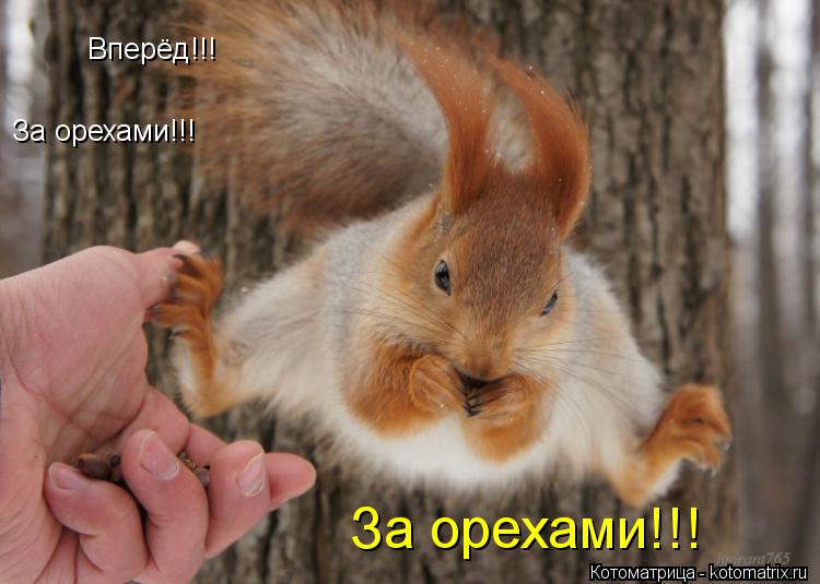 Вперёд!!! За орехами!!! За орехами!!!... Котоматрица: Вперёд!!! За орехами!!! За орехами!!!