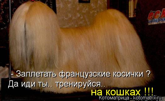 - Заплетать французские косички ? Да иди ты.. тренируйся.. на кошках !!!... Котоматрица: - Заплетать французские косички ? Да иди ты.. тренируйся.. на кошках !!!