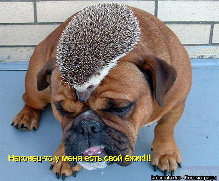 Наконец-то у меня есть свой ёжик!!! Наконец-то у меня есть свой ёжик!!!... Котоматрица: Наконец-то у меня есть свой ёжик!!! Наконец-то у меня есть свой ёжик!!!