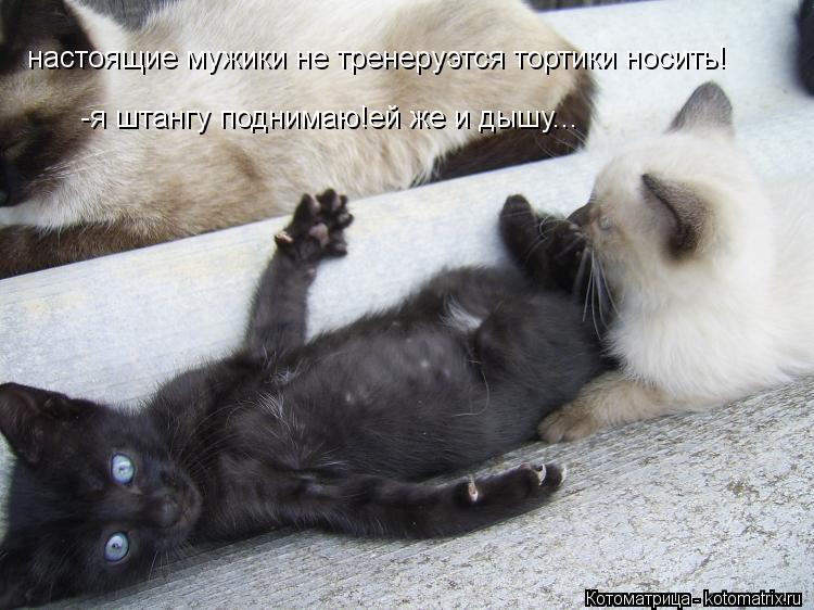 настоящие мужики не тренеруэтся тортики носить! -я штангу поднимаю!ей же и дышу...... Котоматрица: настоящие мужики не тренеруэтся тортики носить! -я штангу поднимаю!ей же и дышу...