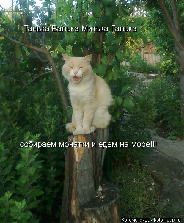 Танька Валька Митька Галька собираем монатки и едем на море!!!... Котоматрица: Танька Валька Митька Галька собираем монатки и едем на море!!!