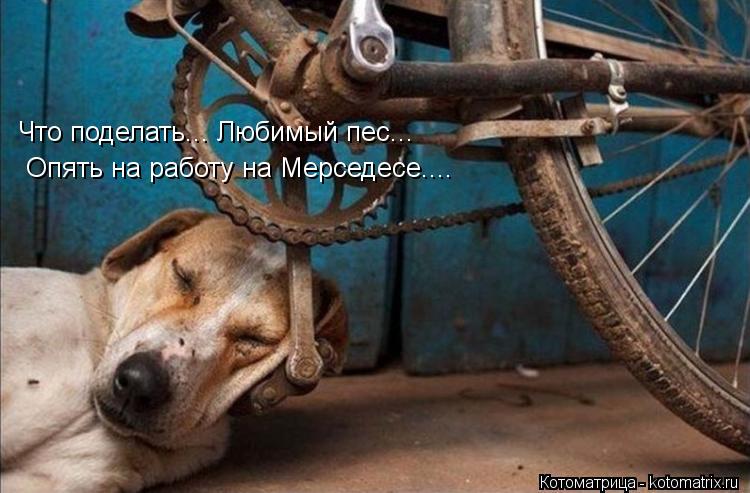 Что поделать... Любимый пес... Опять на работу на Мерседесе....... Котоматрица: Что поделать... Любимый пес... Опять на работу на Мерседесе....