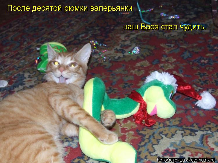 После десятой рюмки валерьянки наш Вася стал чудить.... Котоматрица: После десятой рюмки валерьянки наш Вася стал чудить.