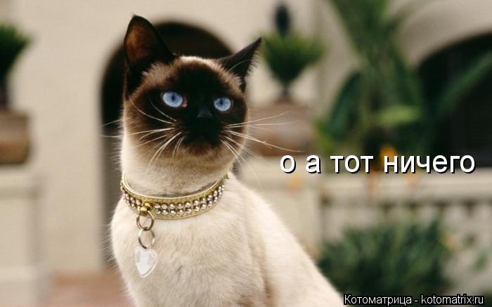 о а тот ничего... Котоматрица: о а тот ничего