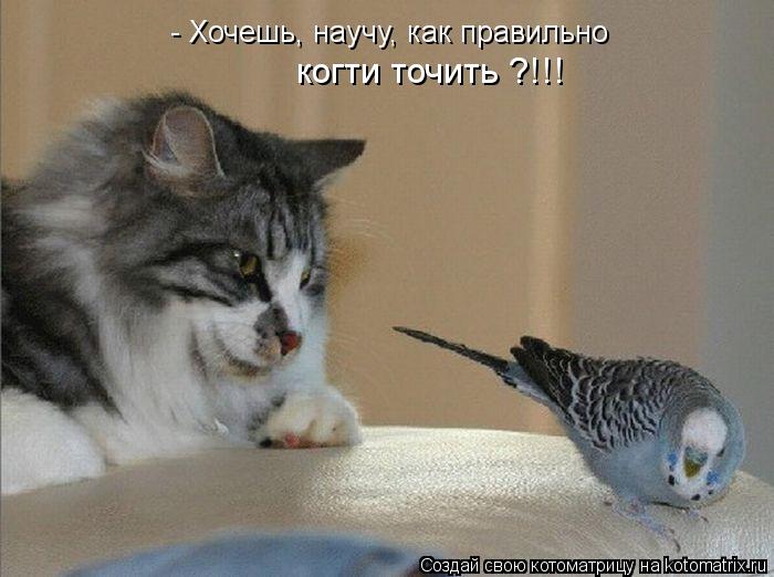 - Хочешь, научу, как правильно когти точить ?!!!... Котоматрица: - Хочешь, научу, как правильно когти точить ?!!!