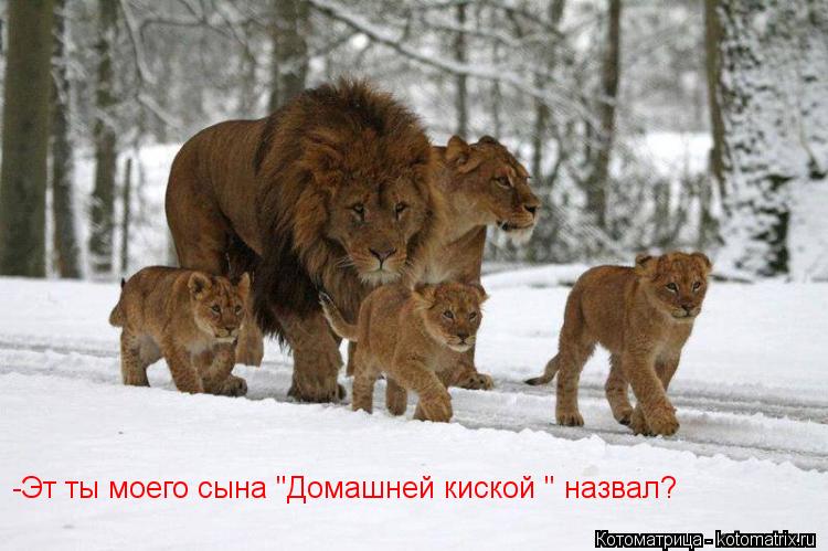 -Эт ты моего сына "Домашней киской " назвал?... Котоматрица: -Эт ты моего сына "Домашней киской " назвал?