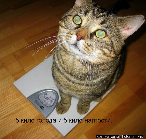 5 кило голода и 5 кило наглости.... Котоматрица: 5 кило голода и 5 кило наглости.