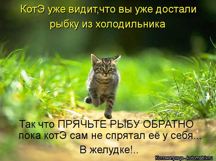 КотЭ уже видит,что вы уже достали рыбку из холодильника Так что ПРЯЧЬТЕ РЫБУ ОБРАТНО пока котЭ сам н... Котоматрица: КотЭ уже видит,что вы уже достали рыбку из холодильника Так что ПРЯЧЬТЕ РЫБУ ОБРАТНО пока котЭ сам не спрятал её у себя... В желудке!..