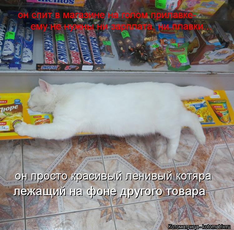 он спит в магазине на голом прилавке- ему не нужны ни зарплата, ни плавки... он просто красивый лени... Котоматрица: он спит в магазине на голом прилавке- ему не нужны ни зарплата, ни плавки... он просто красивый ленивый котяра лежащий на фоне другого товара