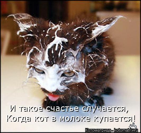 И такое счастье случается, Когда кот в молоке купается!... Котоматрица: И такое счастье случается, Когда кот в молоке купается!
