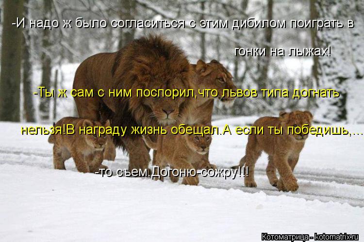гонки на лыжах! -И надо ж было согласиться с этим дибилом поиграть в -Ты ж сам с ним поспорил,что ль... Котоматрица: гонки на лыжах! -И надо ж было согласиться с этим дибилом поиграть в -Ты ж сам с ним поспорил,что львов типа догнать нельзя!В награду жизнь о