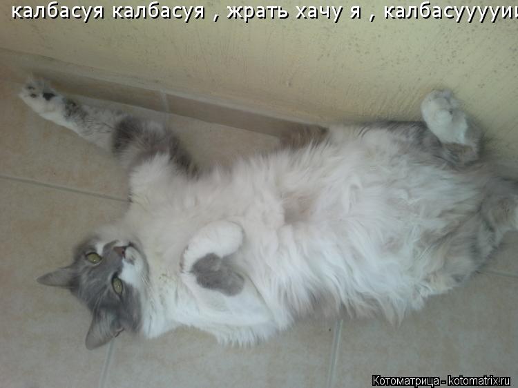 калбасуя калбасуя , жрать хачу я , калбасууууиияяяя... Котоматрица: калбасуя калбасуя , жрать хачу я , калбасууууиияяяя