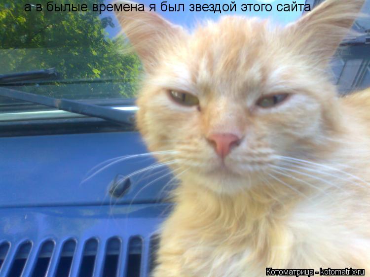 а в былые времена я был звездой этого сайта... Котоматрица: а в былые времена я был звездой этого сайта
