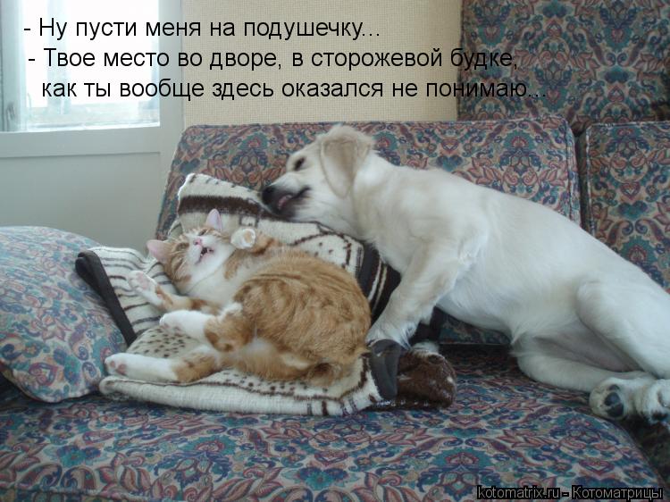 - Ну пусти меня на подушечку... - Твое место во дворе, в сторожевой будке, как ты вообще здесь оказа... Котоматрица: - Ну пусти меня на подушечку... - Твое место во дворе, в сторожевой будке, как ты вообще здесь оказался не понимаю...