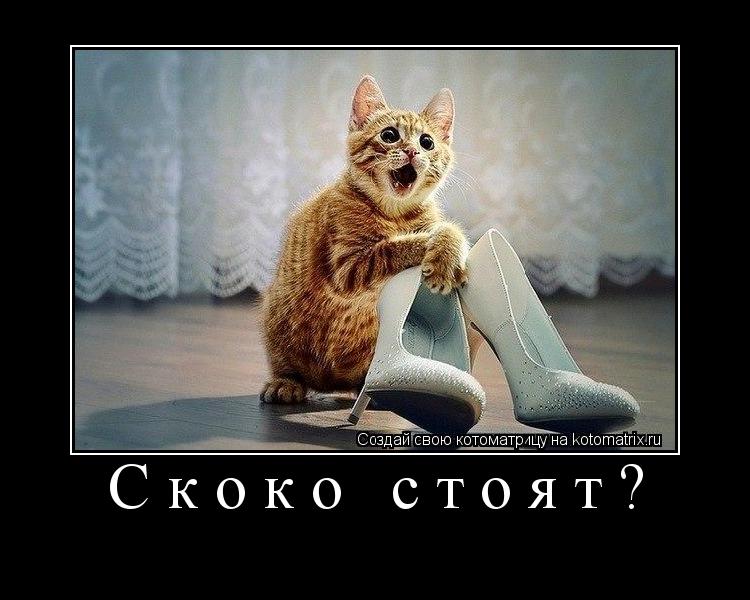 Скоко стоят? ... Котоматрица: Скоко стоят?