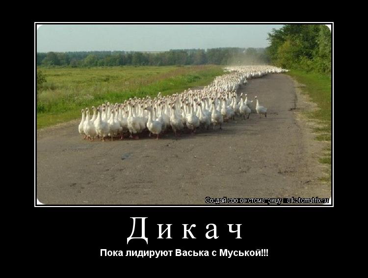 Дикач Пока лидируют Васька с Муськой!!!... Котоматрица: Дикач Пока лидируют Васька с Муськой!!!