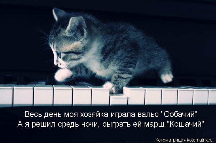 Весь день моя хозяйка играла вальс "Собачий" А я решил средь ночи, сыграть ей марш "Кошачий"... Котоматрица: Весь день моя хозяйка играла вальс "Собачий" А я решил средь ночи, сыграть ей марш "Кошачий"