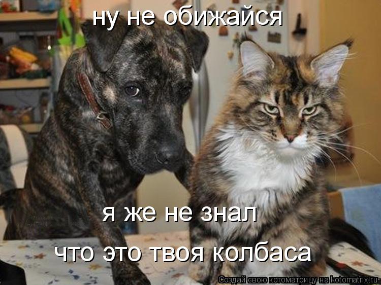 ну не обижайся я же не знал что это твоя колбаса... Котоматрица: ну не обижайся я же не знал что это твоя колбаса