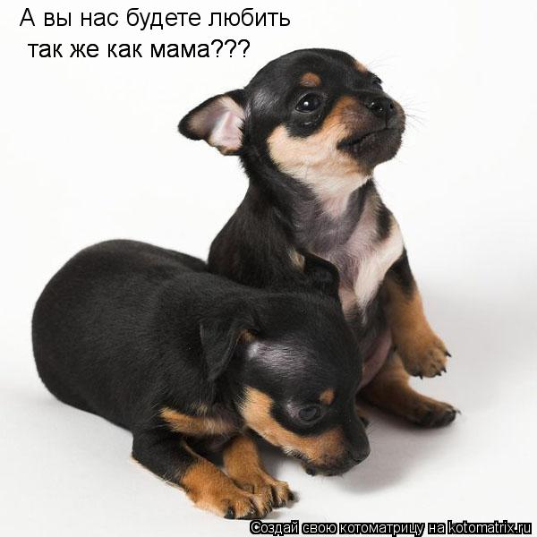 А вы нас будете любить так же как мама??? так же как мама???... Котоматрица: А вы нас будете любить так же как мама??? так же как мама???