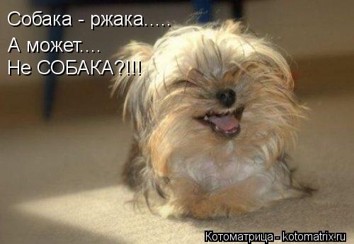 Собака - ржака..... А может.... Не СОБАКА?!!!... Котоматрица: Собака - ржака..... А может.... Не СОБАКА?!!!