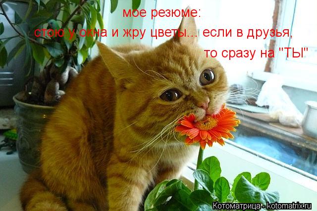 мое резюме: стою у окна и жру цветы... если в друзья, то сразу на "ТЫ"... Котоматрица: мое резюме: стою у окна и жру цветы... если в друзья, то сразу на "ТЫ"