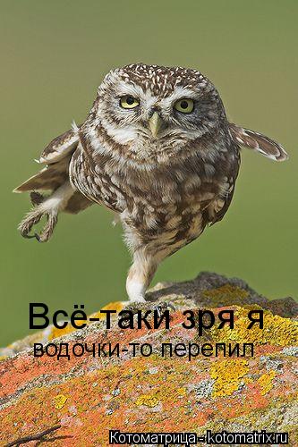 Всё-таки зря я водочки-то перепил... Котоматрица: Всё-таки зря я водочки-то перепил