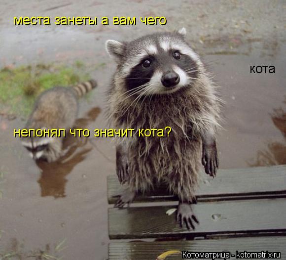 места занеты а вам чего кота непонял что значит кота?... Котоматрица: места занеты а вам чего кота непонял что значит кота?