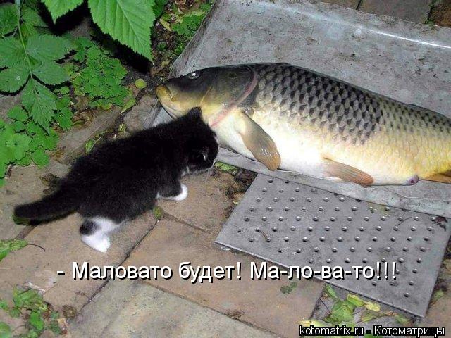 - Маловато будет! Ма-ло-ва-то!!!... Котоматрица: - Маловато будет! Ма-ло-ва-то!!!