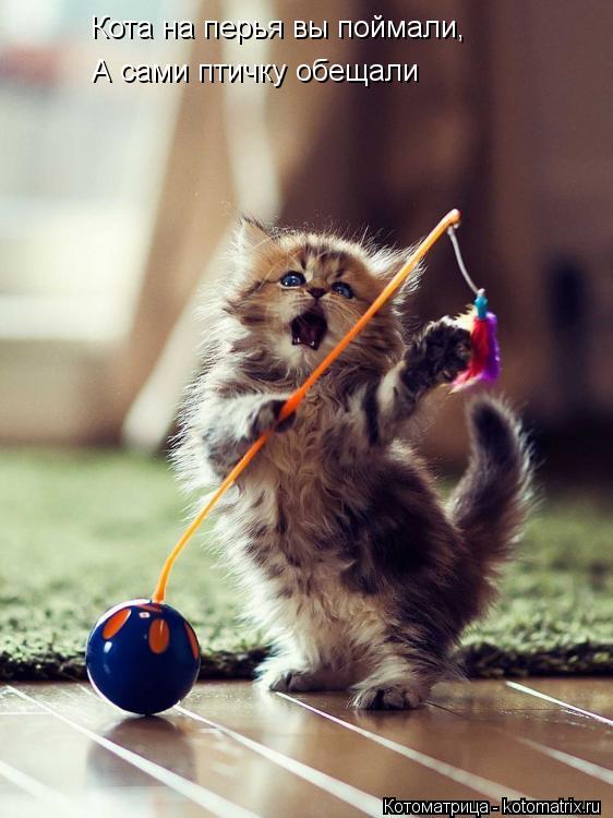 Кота на перья вы поймали, А сами птичку обещали... Котоматрица: Кота на перья вы поймали, А сами птичку обещали