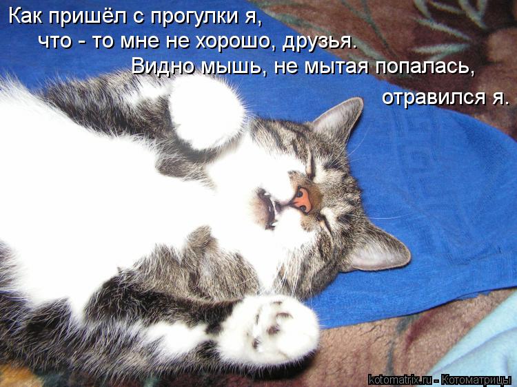 Как пришёл с прогулки я, что - то мне не хорошо, друзья. Видно мышь, не мытая попалась, отравился я.... Котоматрица: Как пришёл с прогулки я, что - то мне не хорошо, друзья. Видно мышь, не мытая попалась, отравился я.
