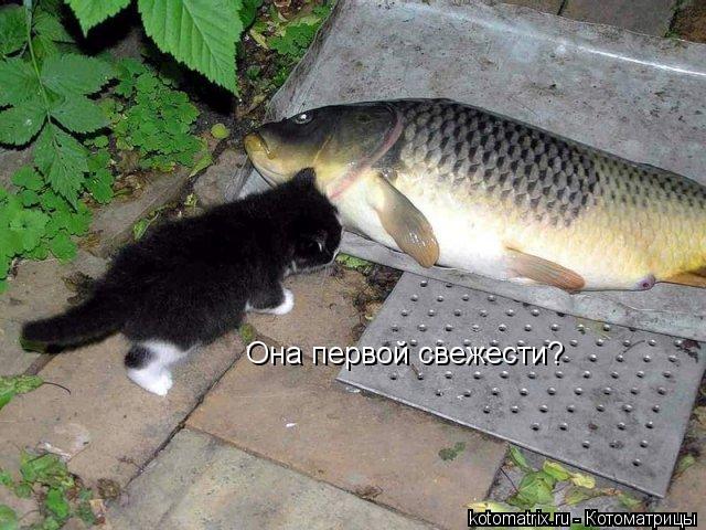 Она первой свежести?... Котоматрица: Она первой свежести?