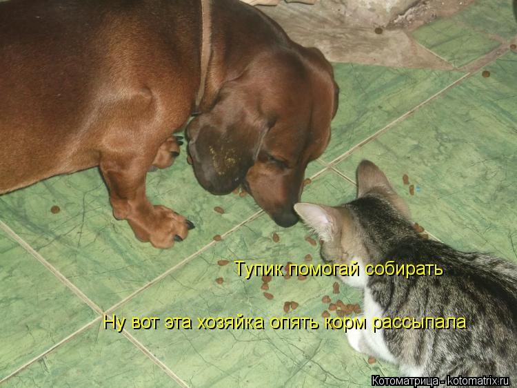 Ну вот эта хозяйка опять корм рассыпала Тупик помогай собирать... Котоматрица: Ну вот эта хозяйка опять корм рассыпала Тупик помогай собирать