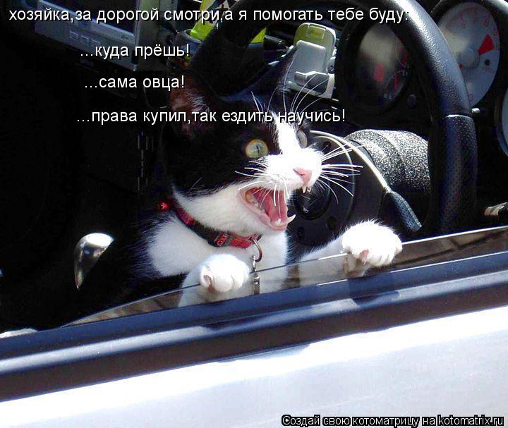 Котоматрица: ...куда прёшь! ...сама овца! хозяйка,за дорогой смотри,а я помогать тебе буду: ...права купил,так ездить научись!