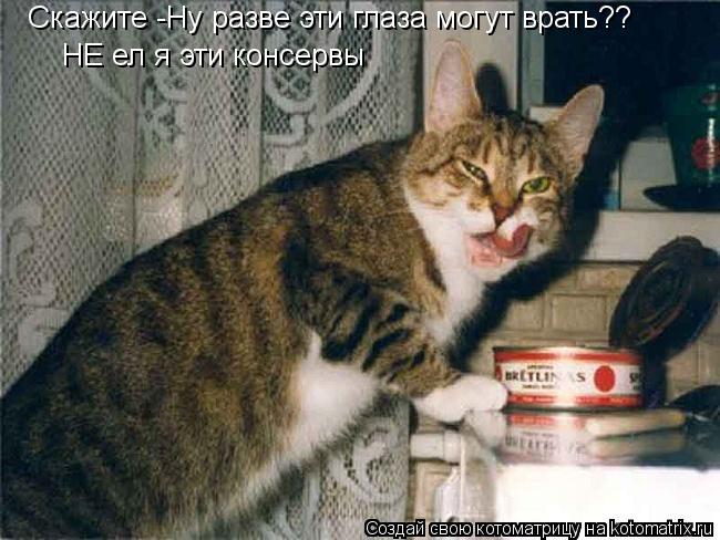 Скажите -Ну разве эти глаза могут врать?? НЕ ел я эти консервы... Котоматрица: Скажите -Ну разве эти глаза могут врать?? НЕ ел я эти консервы