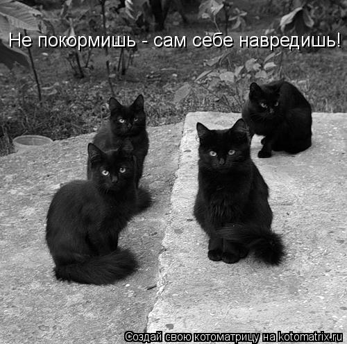 Не покормишь - сам себе навредишь!... Котоматрица: Не покормишь - сам себе навредишь!