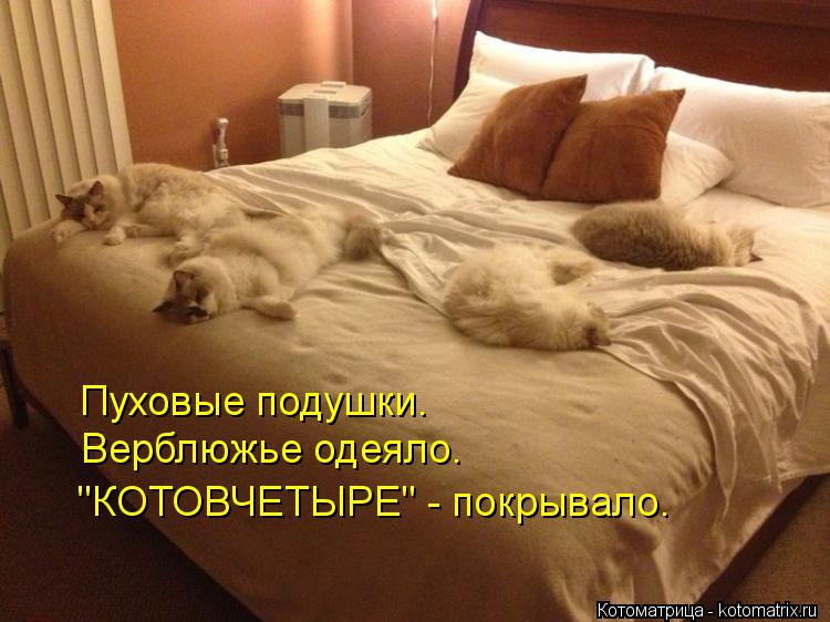Пуховые подушки. Верблюжье одеяло. "КОТОВЧЕТЫРЕ" - покрывало.... Котоматрица: Пуховые подушки. Верблюжье одеяло. "КОТОВЧЕТЫРЕ" - покрывало.