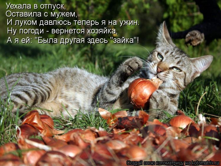 Котоматрица: Уехала в отпуск, Оставила с мужем, И луком давлюсь теперь я на ужин. Ну погоди - вернется хозяйка, А я ей: "Была другая здесь "зайка"!