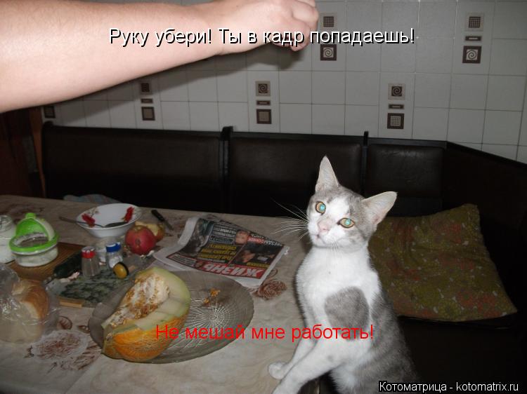 Руку убери! Ты в кадр попадаешь! Не мешай мне работать!... Котоматрица: Руку убери! Ты в кадр попадаешь! Не мешай мне работать!