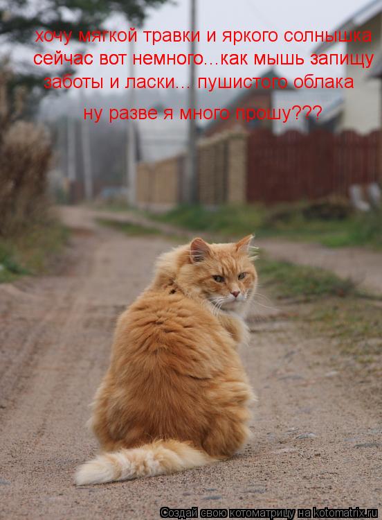 хочу мягкой травки и яркого солнышка сейчас вот немного...как мышь запищу сейчас вот немного...как мы... Котоматрица: хочу мягкой травки и яркого солнышка сейчас вот немного...как мышь запищу сейчас вот немного...как мышь запищу заботы и ласки... пушистого обл