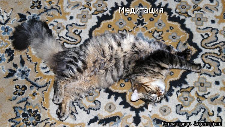 Медитация... Котоматрица: Медитация